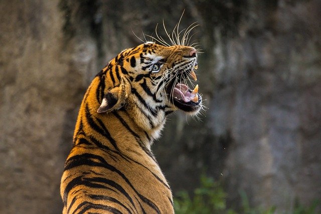 Jsou zoologické zahrady skutečně dobrým místem pro zvířata?